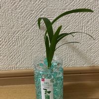 大根,子持ち高菜,観葉植物,DAISO,イチゴ♡の画像