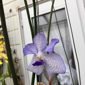 Vanda  coerulea,バンダ セルレア,Trichocentrum Jason Fuchs,開花,洋蘭の画像