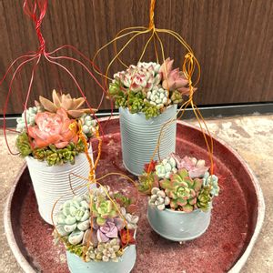 多肉植物寄せ植え,リメ缶の画像