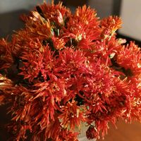 キク,クリサンセマム,マム,スプレー菊,植物のある暮らしの画像
