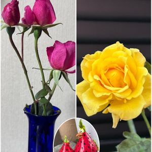 バラ,バラ(黄),ご近所,ばら バラ 薔薇,毎月15日はいちごの日の画像