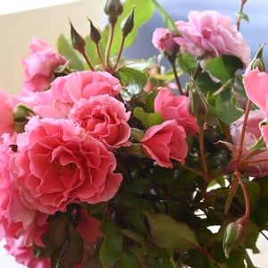 バラ,ガーデニング,薔薇に魅せられて,北海道,ばら バラ 薔薇の画像