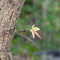 ヤマボウシ,紅葉,柿の木,イロハモミジ,イロハモミジの画像