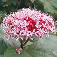 ハクチョウゲ,ボタンクサギ,ヒメジョオン,茶の木の花,ノコンギクかな？の画像