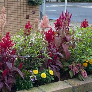 寄せ植え,花壇の画像