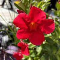 マンデビラ,心からお花や植物が好きな人と・・,お花や植物は癒し♡の画像