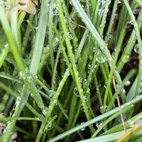 ムスカリ,ヒョドリジョウゴ,葉っぱ,雨上がり,しずくの画像