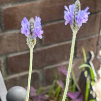 フレンチラベンダー,鉢植え,可愛らしい,良い香り,花のある暮らしの画像