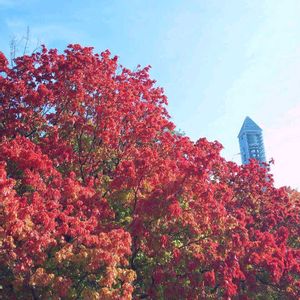 チャノキ,つばき,いろはもみじ,温室,東山植物園の画像