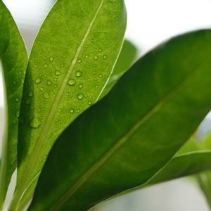 ハオルチア,多肉植物,観葉植物,塊根植物,サボテン科の画像