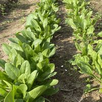 大根,大根,ほうれん草,ほうれん草,エリナの画像