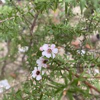 マヌカ,ギョリュウバイ,地植え,開花,ピンクの花の画像