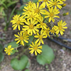 ツワブキ,地植え,開花,黄色の花,緑が好きの画像