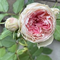 ディスタントドラムス,パシュミナ,アンソフィーピック,Rosaツン,薔薇に魅せられての画像