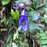 トリカブト,山野草,キンポウゲ科,多年草,泉自然公園(千葉市)の画像