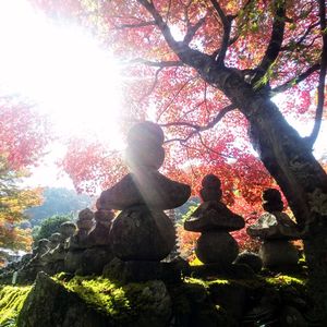 モミジ,苔(コケ),イロハモミジ,もみじ,京都の画像