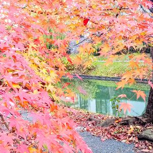 モミジ,イロハモミジ,もみじ,京都,今日の花の画像