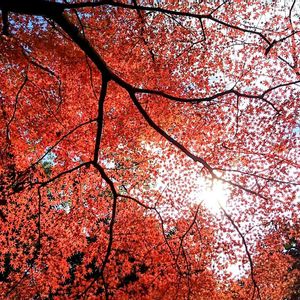 モミジ,イロハモミジ,もみじ,今日の花,紅葉（こうよう）の画像