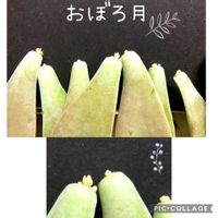 朧月,花のある暮らし,11月,多肉の葉っぱ,山形の画像