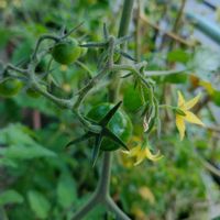 プチトマト,プチトマト,可愛いお花,我が家のお花の画像