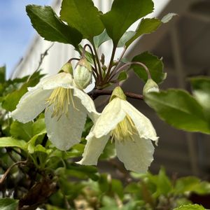 クレマチス ジングルベル,クレマチス シルホサ ジングルベル,かわいい,地植え,つる性植物の画像