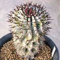 ユーフォルビア ホリダ,Euphorbia horrida,多肉植物,ユーフォルビア,succulentの画像