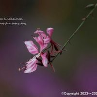 観葉植物,ピンクの花,北海道,ピンク❤︎ピンク,ピンクワールドへ ようこその画像