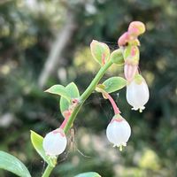 ブルーベリー,可愛い,花のある暮らし,多様性を愛する会,庭の画像