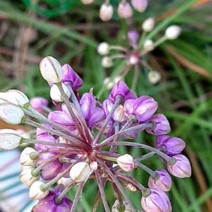 我が家,プランター菜園の画像