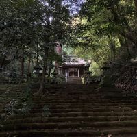 リュウビンタイ,シダ植物,山野草,野生ラン,神社の画像