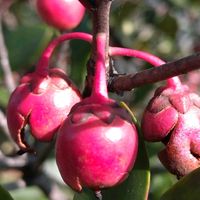 イロハモミジ,モッコク,赤い実,紅葉（こうよう）,七北田公園の画像