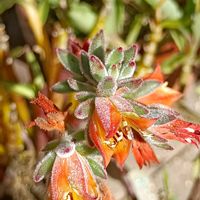 ハムシー,多肉植物,新潟の画像