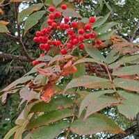 ナナカマド,赤い実,紅葉（こうよう）,スマホ撮影,在来種の画像