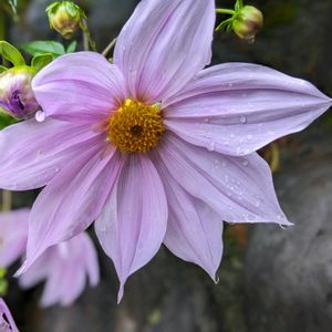 山野草,スマホ撮影,広い庭の画像