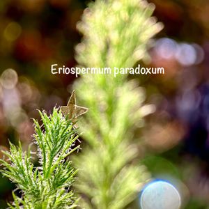 霧氷玉,Eriospermum paradoxum,カクタス広瀬,玉ボケ倶楽部,窓辺の画像