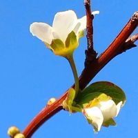 ユキヤナギ,ユキヤナギ,椿の実,椿の実,サザンカの蕾の画像