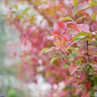 ブルーベリー,紅葉,薔薇,ミ二バラ,福岡の画像