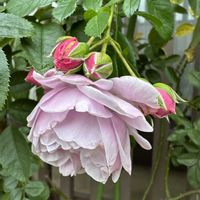 ガーデニング,フロントガーデン,秋の庭,ばら バラ 薔薇の画像