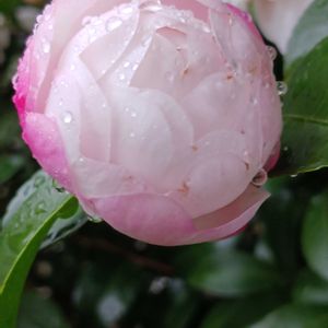 花のある暮らし,ピンクの山茶花,広い庭の画像