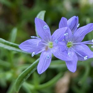 ギリア,ギリア,ベランダガーデン,ブルーのお花,小花大好きの画像