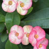 ハナキリン,ハナキリン,今日のお花,トウダイグサ科の画像