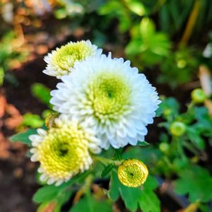 マム,花壇,マイガーデン,武器ではなく花を,花咲く乙女たち♡の画像