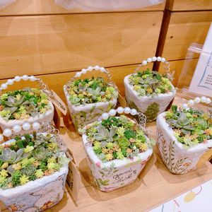 セダム,センペル,多肉植物,リメ鉢,モルタル鉢の画像