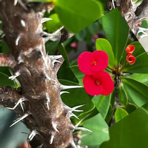 ハナキリン,軒下,今日のお花の画像