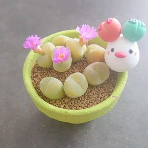 多肉植物,観葉植物,塊根植物,コネコネ工房すいか,マクハン_ピランシーの画像