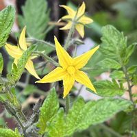 ミニトマト,ミニトマト（花）,ミニトマト（実）,素敵✨✨✨,いつもの散歩道の画像