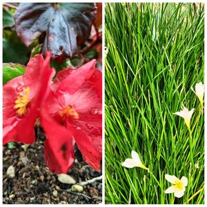 地植え,花のある暮らし,私の癒やし,駐車場の花壇にの画像