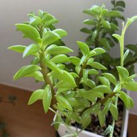 ペペロミア,ペペロミア　アキシラリス,多肉植物,癒される,癒しのひと時の画像