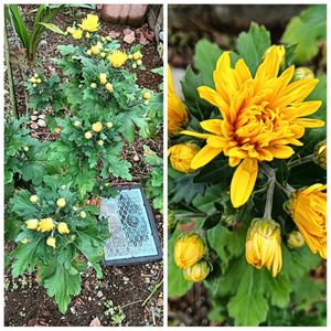 地植え,花のある暮らし,私の癒やし,駐車場の花壇にの画像