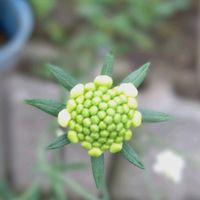 スカビオサ,スカビオサ,スカビオサの蕾,家庭菜園の画像